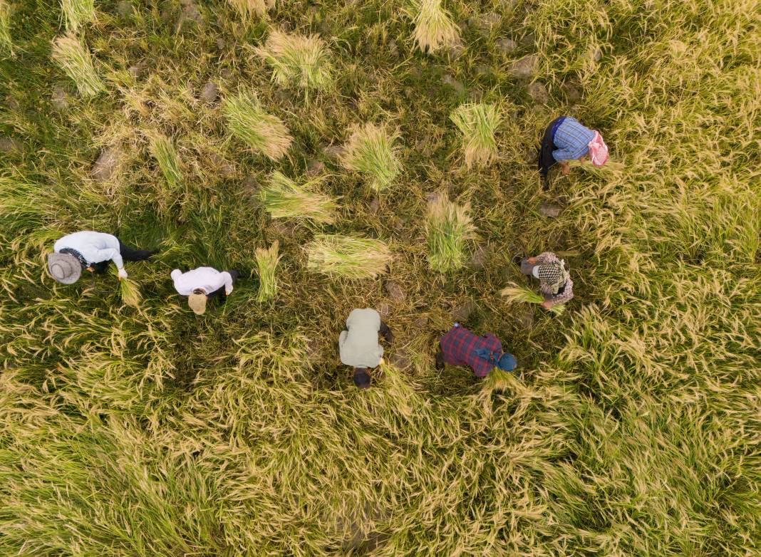 Diyarbakır'da hasadı başladı. Diğer pirinçlerden farklı bir lezzet barındırıyor 1